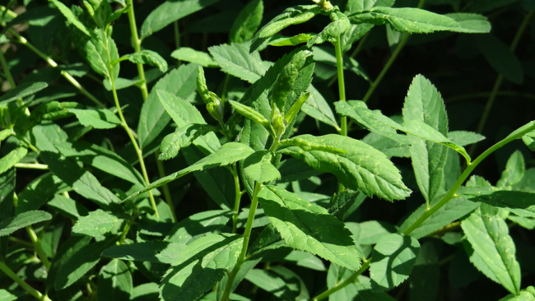 Помогите опознать кустарники и вредителя!