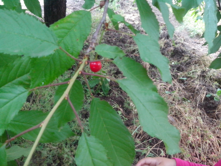 У нас есть свой BOSCO di CILIEGI ))))) -"черешневый лес"