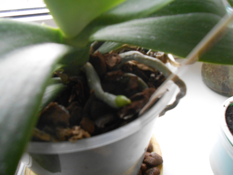 Фаленопсисы.)