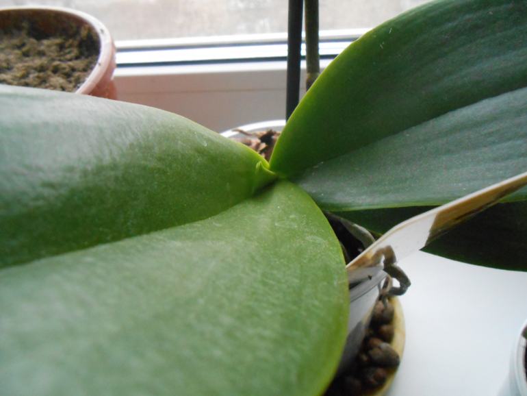 Фаленопсисы.)