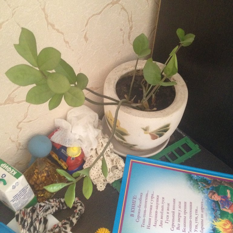 что это за цветок?