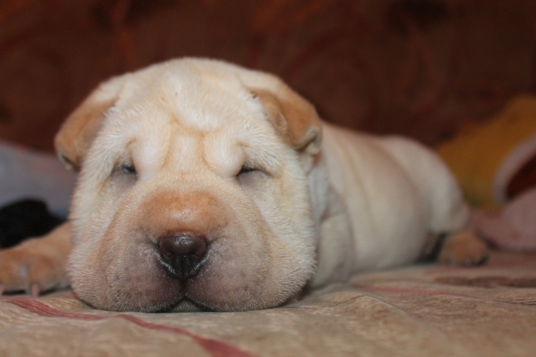 Сбылась моя мечта!!!