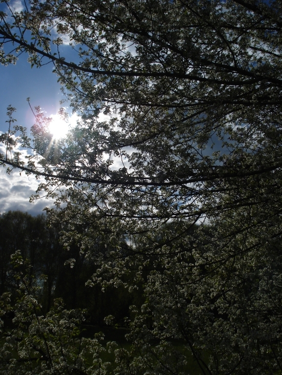 парк (20.04.2014)