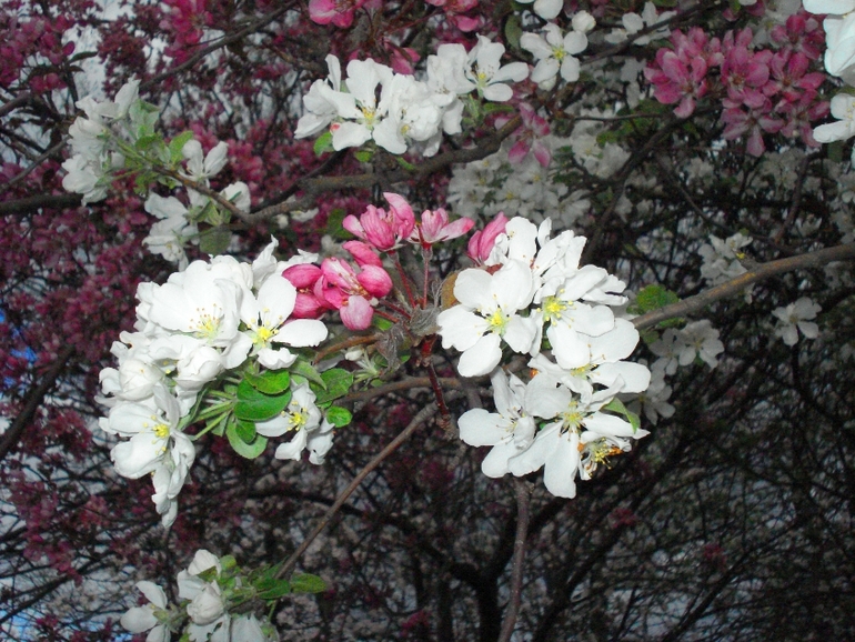 парк (20.04.2014)