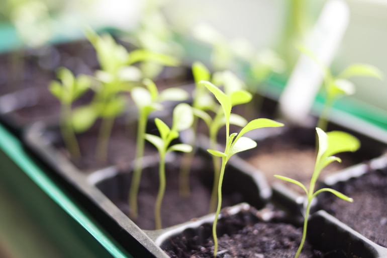 Рассада помидор и др.