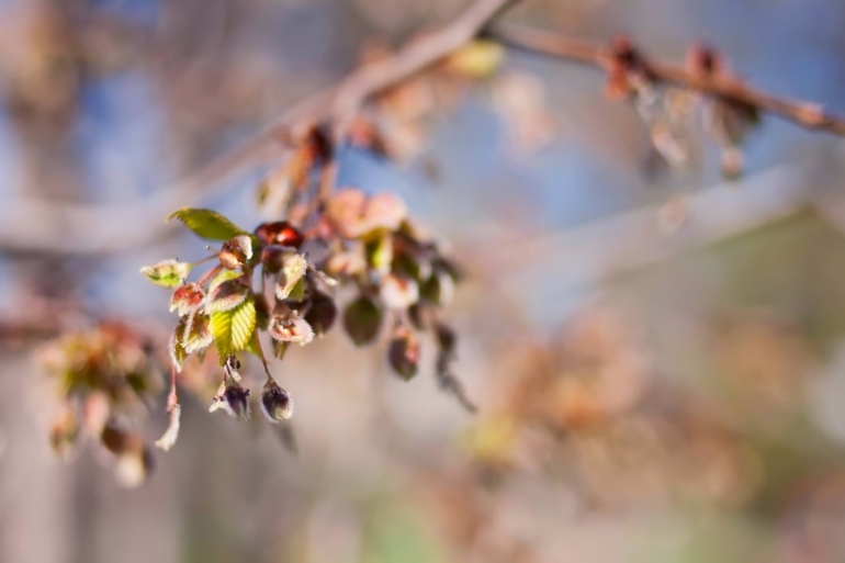К вопросу о том, когда зацветет Коломенский парк
