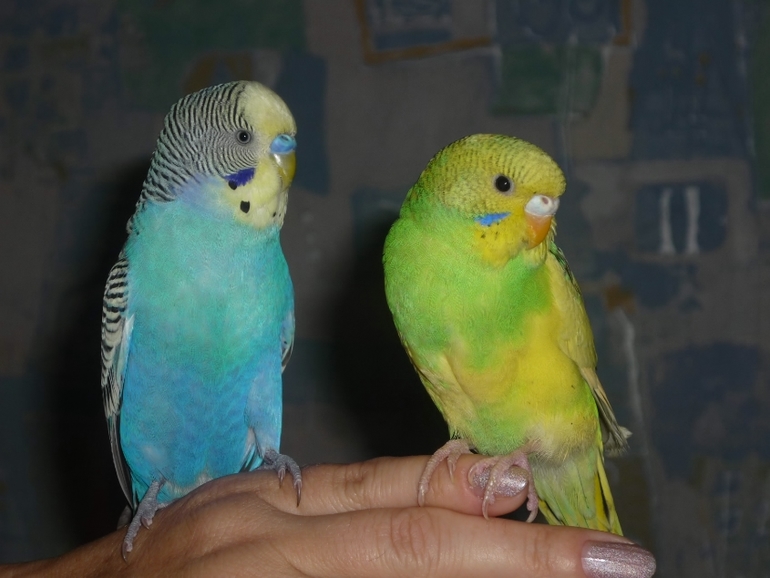 Кеша+Ксюша=птенчики!