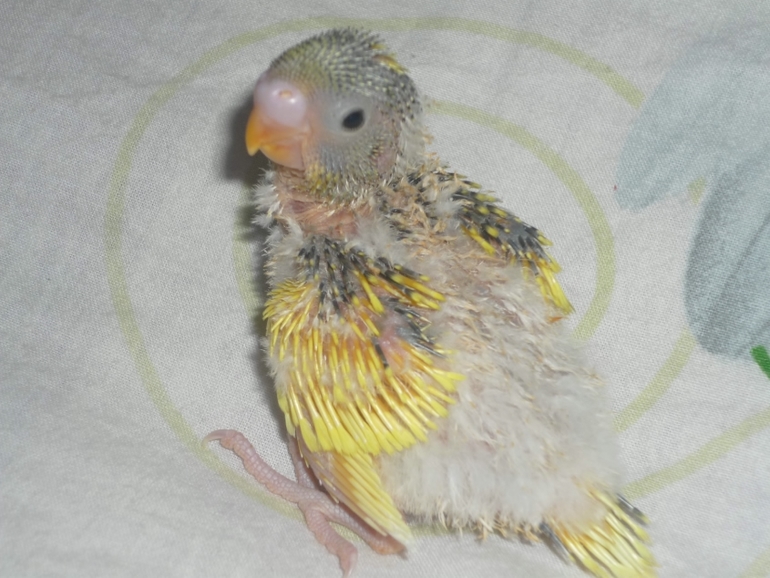 Кеша+Ксюша=птенчики!