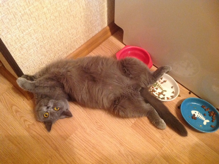 Девочки, подскажите по сроку беременности британок!