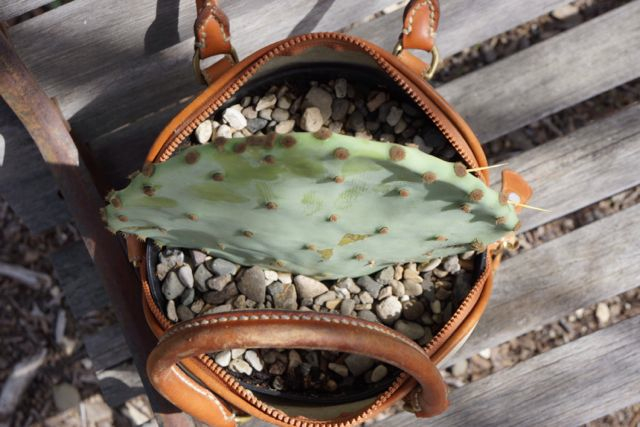 Кактус в сумке.