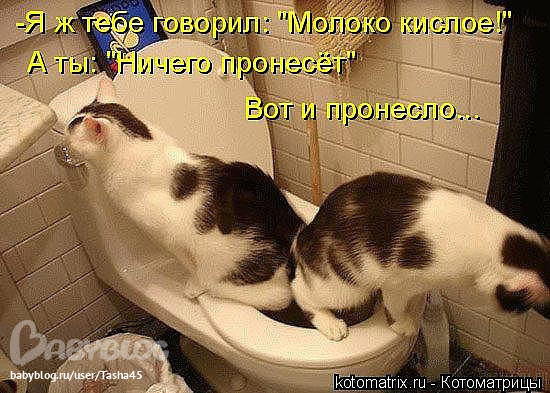 Котики))