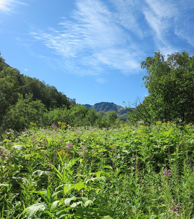 Камчатка - любовь моя. Осторожно, куча фото)