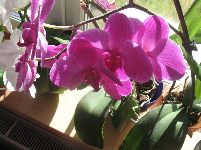 Мои орхидейки