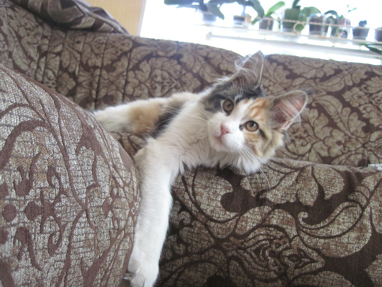 Кун-каникулы