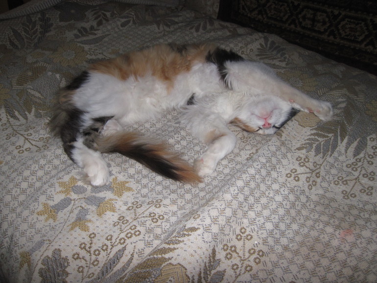 Кун-каникулы