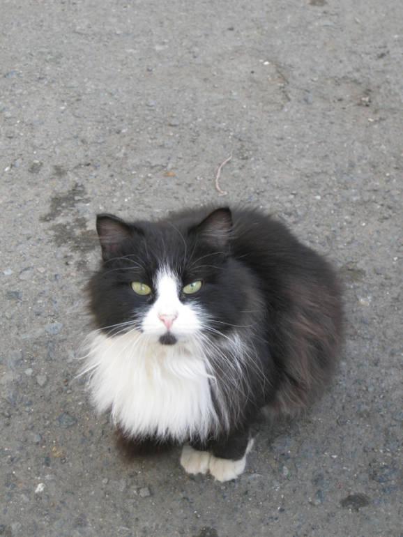 Пофоткала кисок!