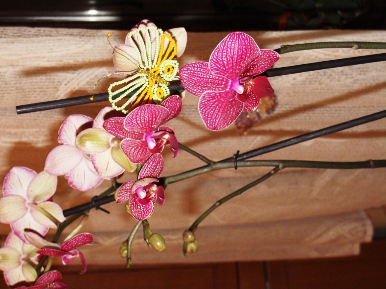 мои орхидеюшки