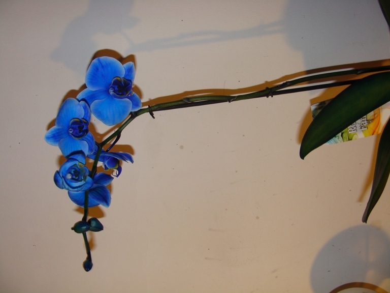 мои орхидеюшки