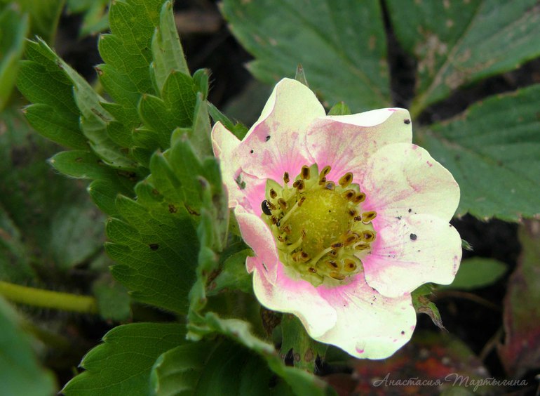 Контрольное задание № 20. Меняем цвет в Photoshop