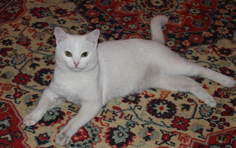 Найденыш. И вопрос про возраст котика.