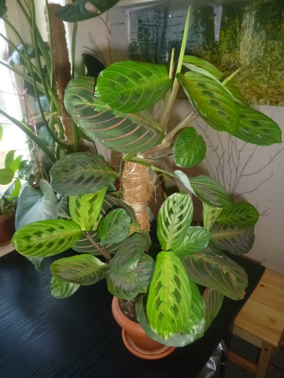 Маранта, Калатея. Вопросы.