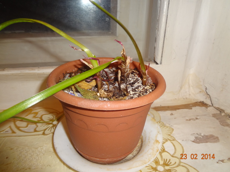 Чаво это такое и как ухаживать???