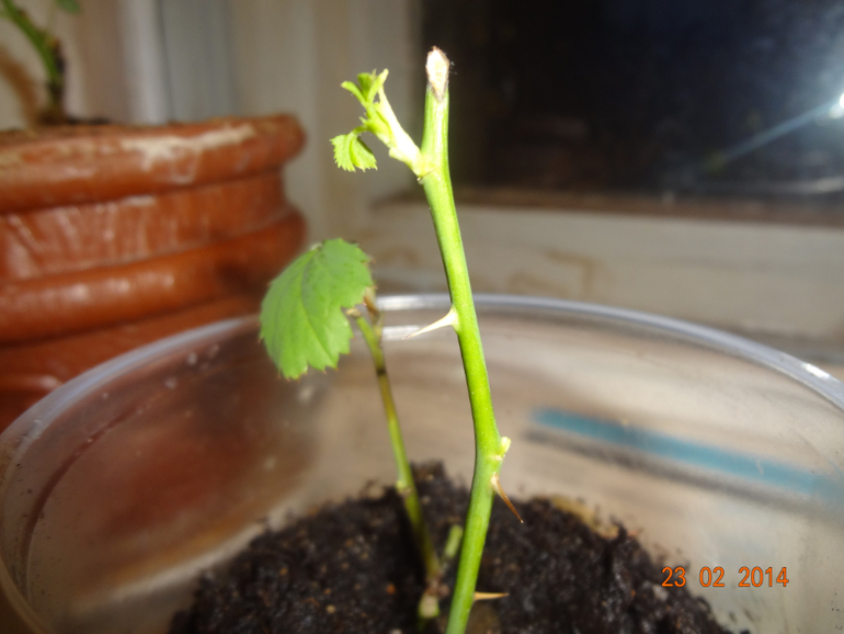 вопрос по розе