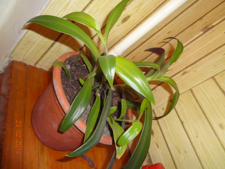 Чаво это такое и как ухаживать???