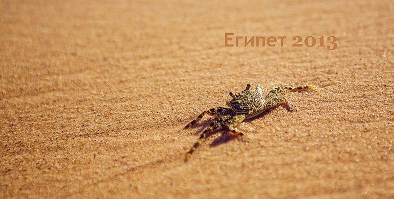 Египет октябрь 2013г