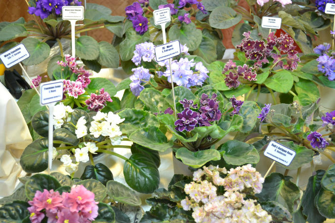 Я в выставке участвовала...