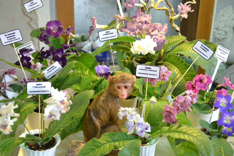 Я в выставке участвовала...