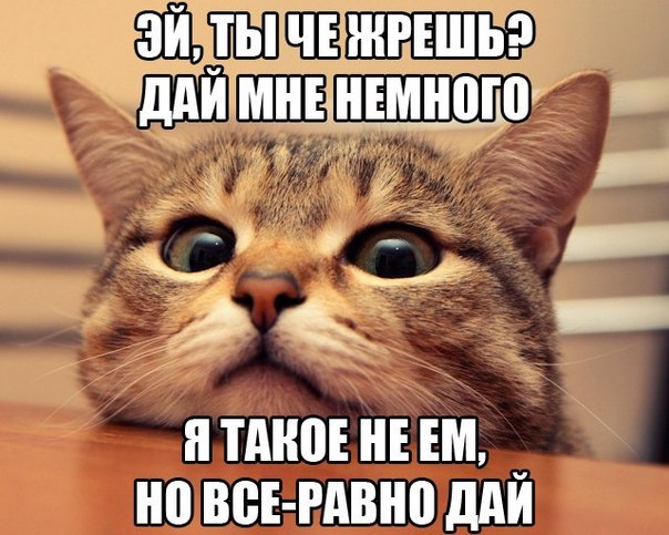 Наша дочь, хоть и не кот...