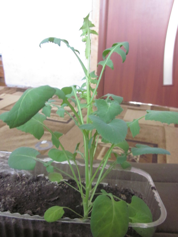 Помогите опознать