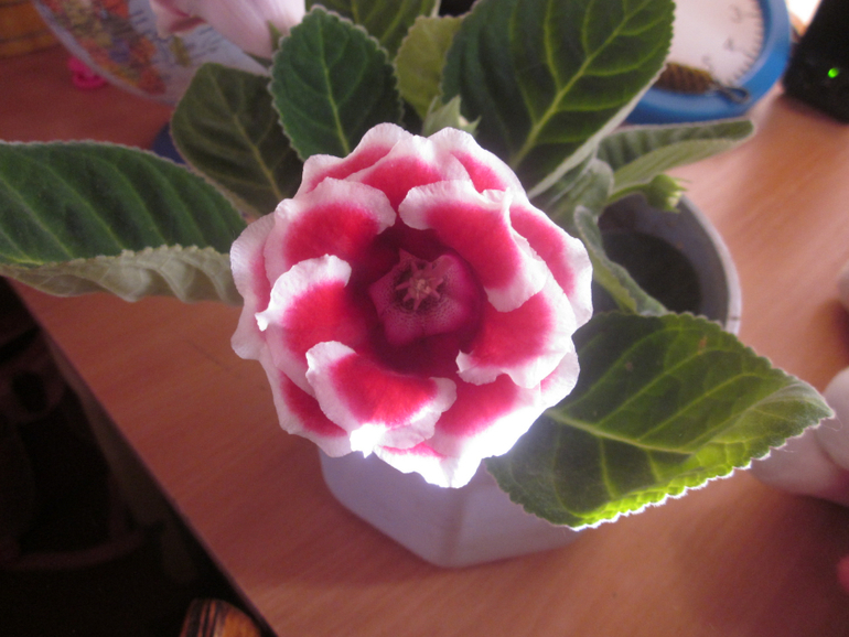 Мои домашние!