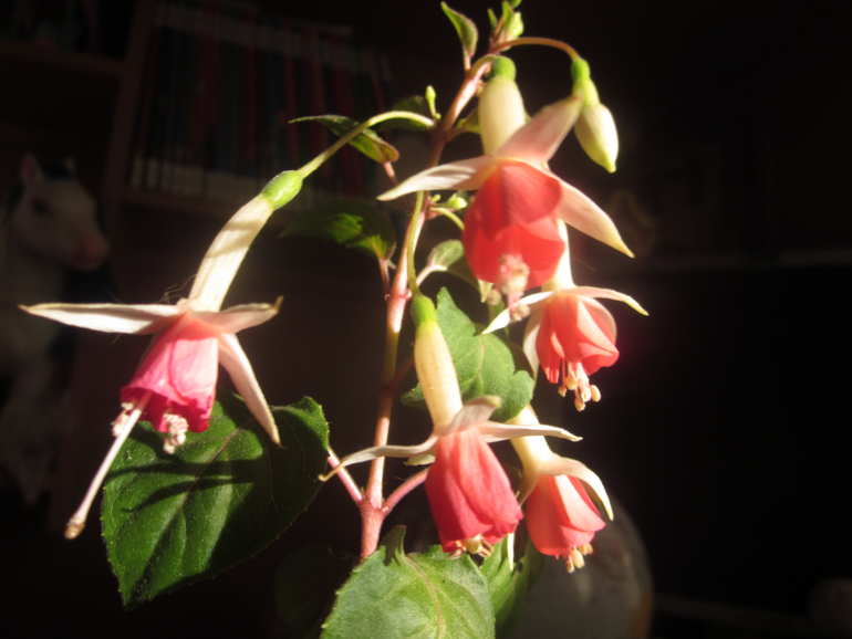 Мои домашние!