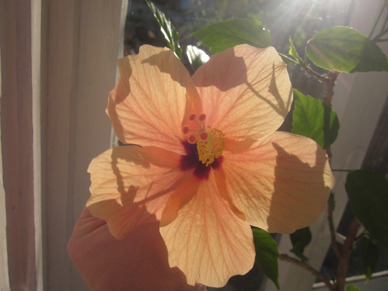 Мои домашние!