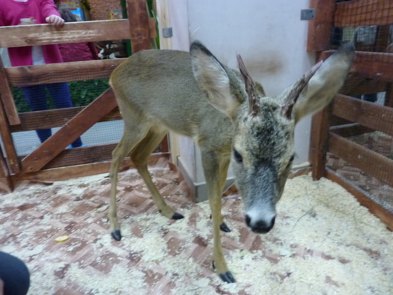 Контактный зоопарк Тушино