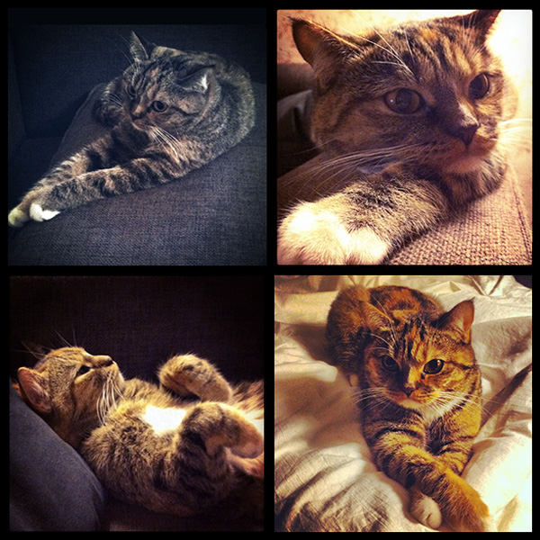 Отдадим кошечку в хорошие руки