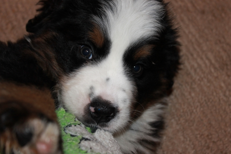 Наш бернослоник!