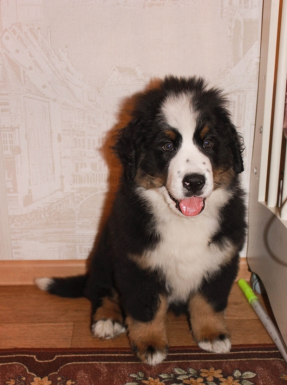 Даете ли вы своей собачке рубец и прочие субпродукты?