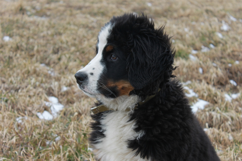 Общественный транспорт и собака.