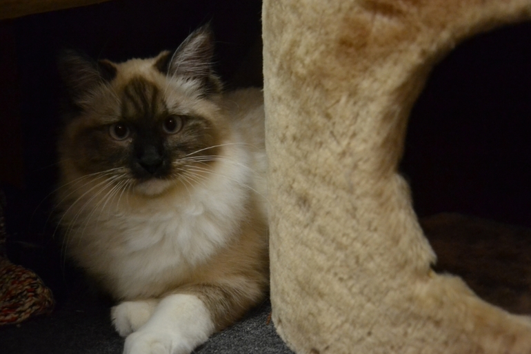 Моя любимая кошечка