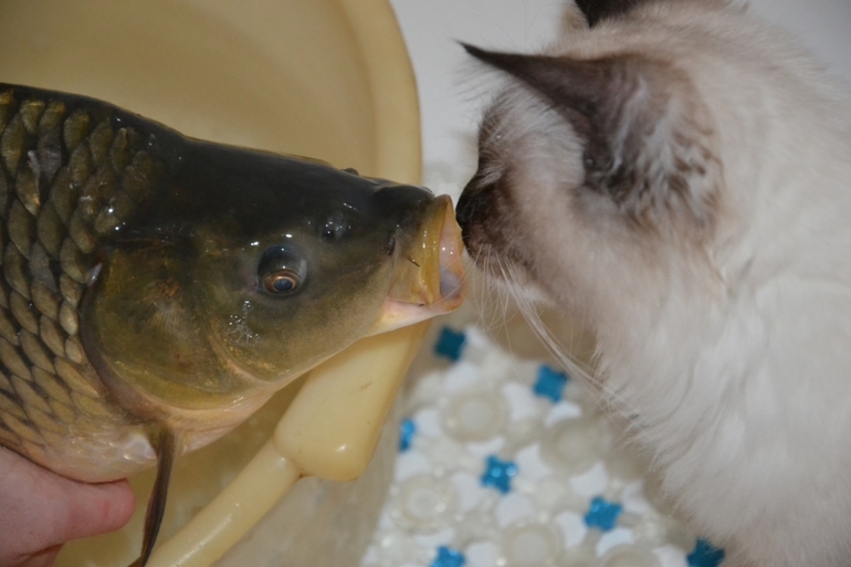 Моя любимая кошечка