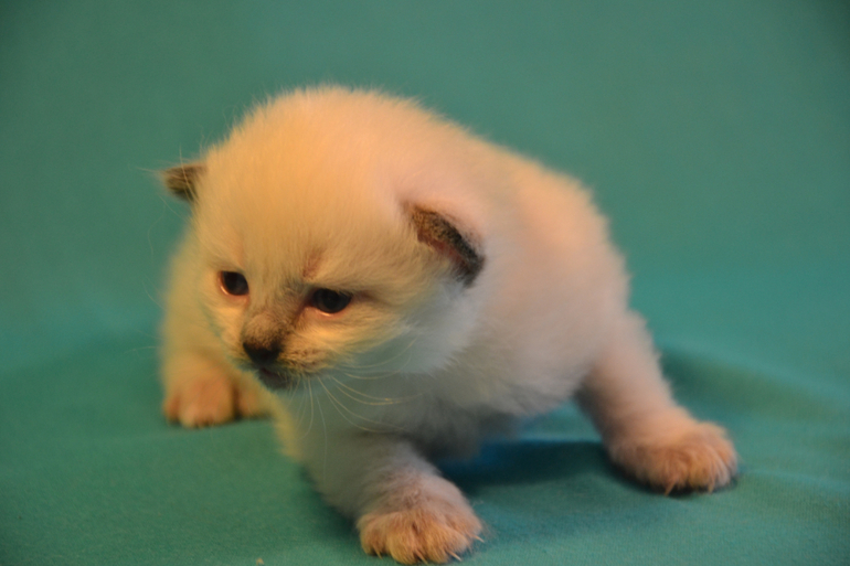 Наши малыши