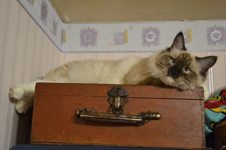 Моя любимая кошечка