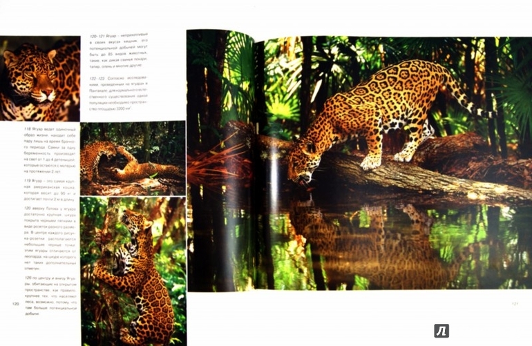 Энциклопедии про животных