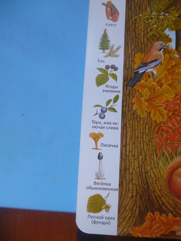 Первые книги малыша. Учим новые слова (бюджетные гляделки, много фото)