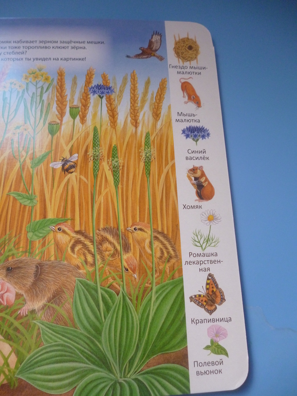 Первые книги малыша. Учим новые слова (бюджетные гляделки, много фото)