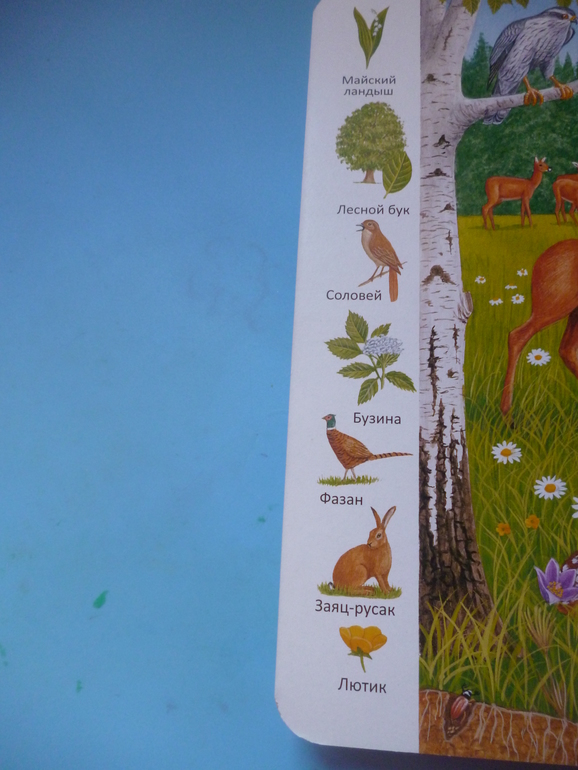 Первые книги малыша. Учим новые слова (бюджетные гляделки, много фото)