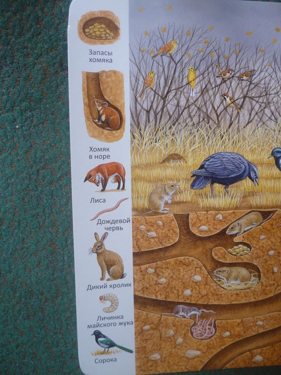 Первые книги малыша. Учим новые слова (бюджетные гляделки, много фото)